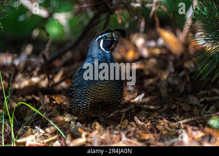 Erwachsener männlicher Wachtel (Callipepla californica) Stockfoto