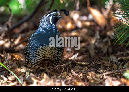 Erwachsener männlicher Wachtel (Callipepla californica) Stockfoto