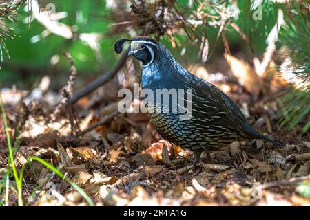 Erwachsener männlicher Wachtel (Callipepla californica) Stockfoto