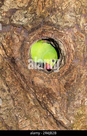 Ringschwanz-Sittich im Stall/Nest während der Nistsaison am Nachmittag in einem hohlen Baum in Richmond, Surrey, London. UK. Diese Ringsittiche sind in Indien heimisch, gedeihen aber nach ihrer Einführung auch in England. (134) Stockfoto