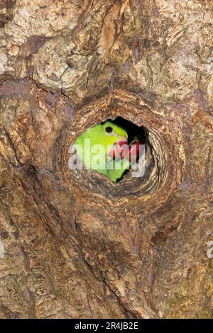 Ringschwanz-Sittich im Stall/Nest während der Nistsaison am Nachmittag in einem hohlen Baum in Richmond, Surrey, London. UK. Diese Ringsittiche sind in Indien heimisch, gedeihen aber nach ihrer Einführung auch in England. (134) Stockfoto