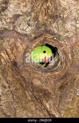 Ringschwanz-Sittich im Stall/Nest während der Nistsaison am Nachmittag in einem hohlen Baum in Richmond, Surrey, London. UK. Diese Ringsittiche sind in Indien heimisch, gedeihen aber nach ihrer Einführung auch in England. (134) Stockfoto