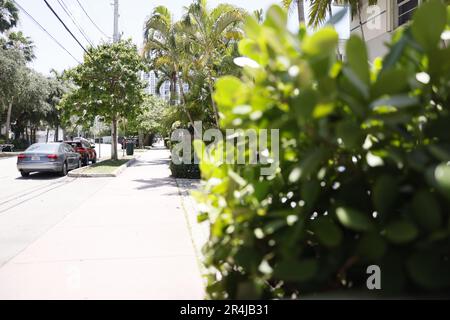 Schöne, saubere grüne Straßen in Miami Beach, Florida, April 14 2022 Stockfoto