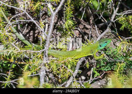 Westliche grüne Eidechse (Lacerta bilineata), die sich in einem Wacholderbaum in Mitteleuropa sonnt Stockfoto