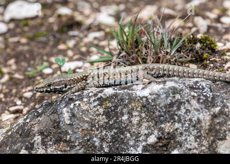 Gemeine Wandeidechse (Podarcis muralis) auf Felsen in Zentralitalien, Europa Stockfoto