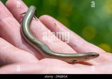 Italienische Dreizehenskink (Chalcides chalcides), eine Art Eidechse mit winzigen Beinen, Italien, Europa Stockfoto