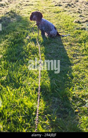 Ein junger Schokoladen-Roan-Cocker-Spaniel-Welpe bei Sonnenaufgang auf einem Feld in Schottland. Stockfoto