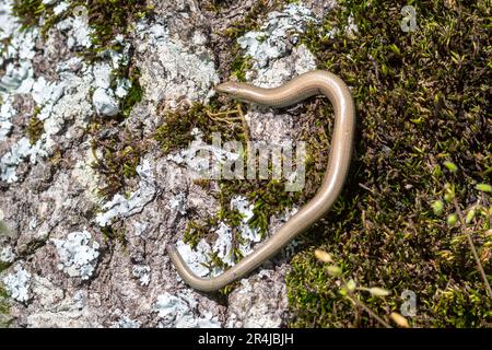 Italienische Dreizehenskink (Chalcides chalcides), eine Art Eidechse mit winzigen Beinen, Italien, Europa Stockfoto