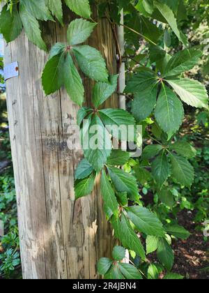 Falsche Virginia Creeper Parthenocissus inserta John Street Park DUMBO Brooklyn Stockfoto