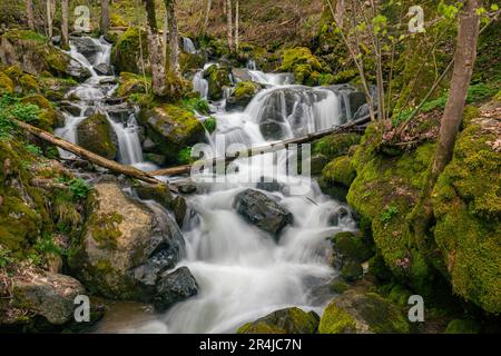 Malerischer Blick auf einen rauschenden Fluss in einem Wald Stockfoto