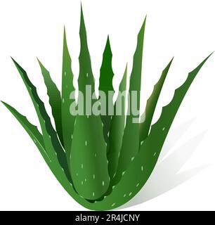 Aloe Vera Vektordarstellung, realistische Darstellung der Aloe Vera Pflanze Stock Vektor