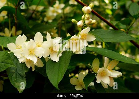 Nahaufnahme von frischen weißen Jasminblüten und grünen Blättern im Frühjahr Stockfoto