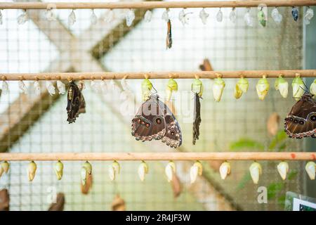 Schmetterlinge Chrysalis auf einem Zweig in der Schmetterlingsfarm im Botanischen Garten in Prag, Europa Stockfoto