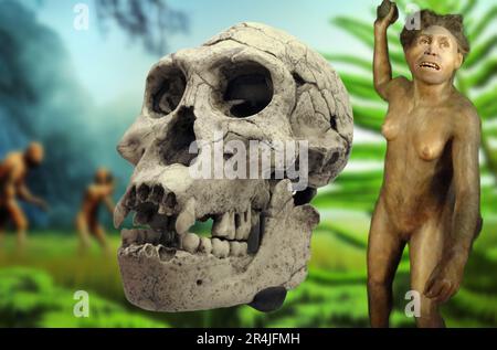 Homo georgicus ist der Name, mit dem der Fossilienschädel und -Kiefer einer hominiden Art beschrieben wurde, die 1999 und 2001 in Dmanisi in Georgien vorkam Stockfoto