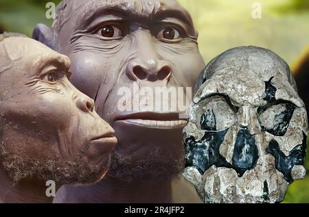 Homo rudolfensis ist ein ausgestorbener Hominid, der vor etwa zwei Millionen Jahren in Afrika lebte, in Verbindung mit Homo habilis. Stockfoto