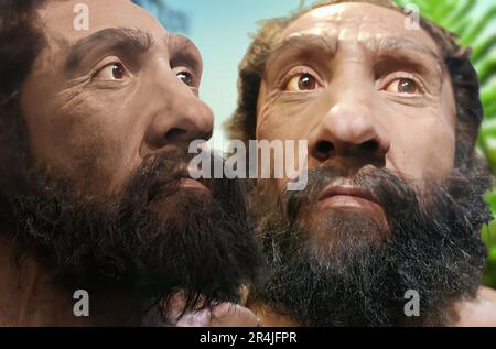 I Neanderthal (Homo neanderthalensis), sono una specie estinta o sottospecie di esseri umani arcaici vissuti in Eurasia fino a circa 40,000 anni fa. ( Stockfoto