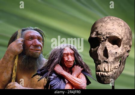 I Neanderthal (Homo neanderthalensis), sono una specie estinta o sottospecie di esseri umani arcaici vissuti in Eurasia fino a circa 40,000 anni fa. ( Stockfoto