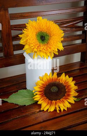 Zwei Sonnenblumen auf einer altmodischen Holzbank. Stockfoto