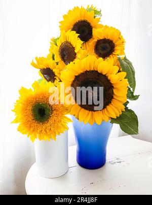 Ein Arrangement von hellen Sonnenblumen in einer blauen Vase. Stockfoto