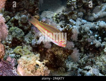 A Klunzinger's Wrasse (Thalassoma klunzingeri) im Roten Meer, Ägypten Stockfoto