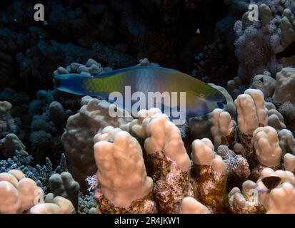 Ein rostiger Papageienfisch (Scarus ferrugineus) im Roten Meer, Ägypten Stockfoto