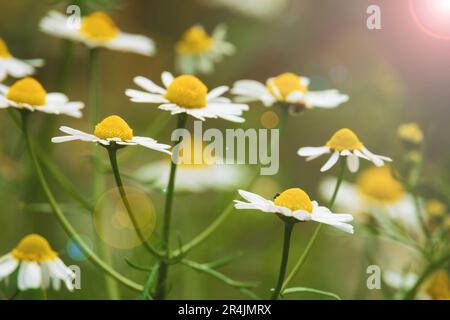 Wunderschöne weiße Gänseblümchen mit Sonnenschein. Blühende Kamillenblüten Stockfoto