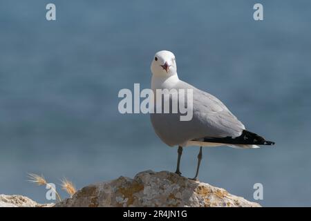 Audouin-Möwe, Icthyaetus audouinii, alleinstehender Erwachsener, der auf einem Felsen neben dem Meer steht, Cabrera, Mallorca, Balearen, Spanien Stockfoto