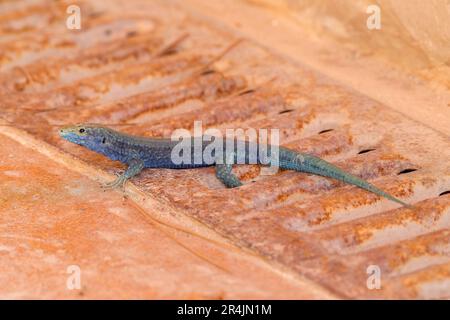 Lilfords Wandeidechse, Podarcis lilfordi, blaue Einzelfigur, die auf dem Boden ruht, Cabrera, Mallorca, Balearen Stockfoto