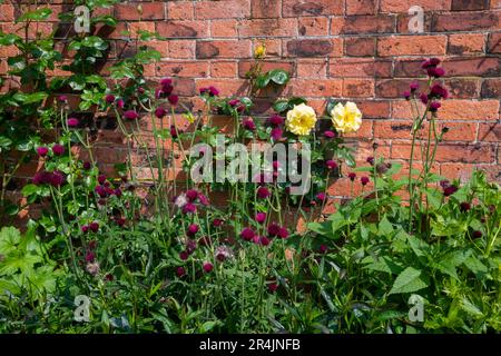 Cirsium Rivulare blüht vor einer Ziegelwand bei RHS Bridgewater, Worsley Greater Manchester, England. Stockfoto