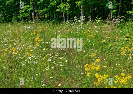 Feld voller Wildblumen mit Gänseblümchen, Butterweed Fleaban und hohen Gräsern mit einem Wald im Hintergrund entlang der Straße an einem sonnigen Tag in der späten Zeit Stockfoto