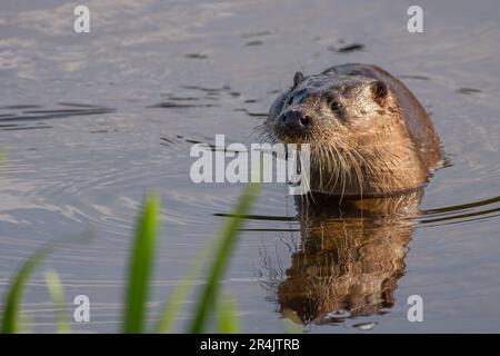 Eurasischer/Europäischer Otter (Lutra lutra) am Fluss Tay, Perth, Perthshire, Schottland, Großbritannien. Stockfoto