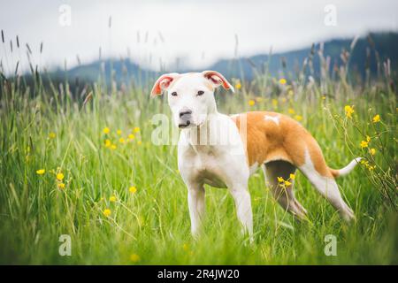 Amerikanischer Pit-Bullterrier Stockfoto