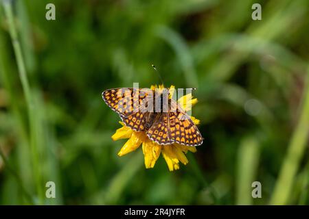 Eine Glanville Fritillary (Melitaea cinxia), die sich auf einer gelben Blume niederließ. Stockfoto