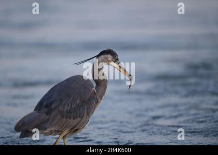 Großer Blaureiher - Ardea herodias fängt Fische am Shoreline Lake, Mountain View, CA Stockfoto