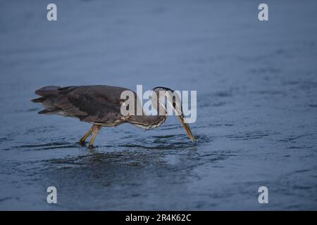 Großer Blaureiher - Ardea herodias fängt Fische am Shoreline Lake, Mountain View, CA Stockfoto