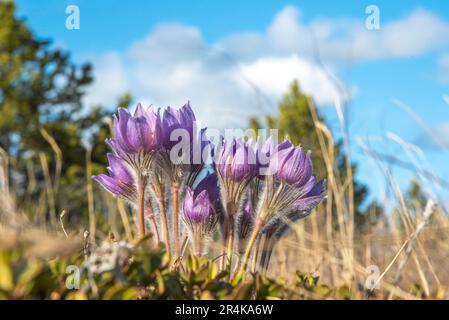 Yukon Crocus Pasque Blütenpflanze im Frühling im Norden Kanadas. Umgeben von Grün im Mai Stockfoto