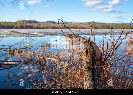 Bäume in natürlicher Umgebung im borealen Wald Kanadas, die von einem Biber auf beiden Seiten der Flora gekaut wurden. Man sieht sie an einem ruhigen See. Stockfoto