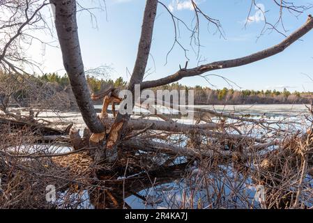 Bäume in natürlicher Umgebung im borealen Wald Kanadas, die von einem Biber auf beiden Seiten der Flora gekaut wurden. Man sieht sie an einem ruhigen See. Stockfoto