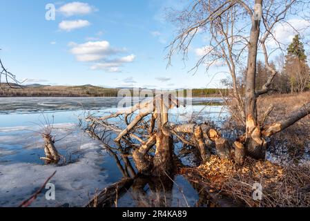 Bäume in natürlicher Umgebung im borealen Wald Kanadas, die von einem Biber auf beiden Seiten der Flora gekaut wurden. Man sieht sie an einem ruhigen See. Stockfoto