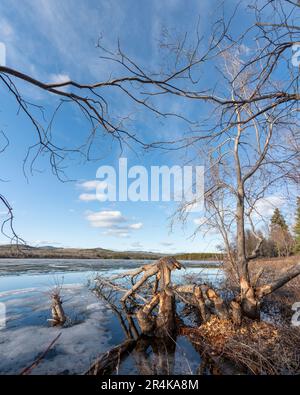 Bäume in natürlicher Umgebung im borealen Wald Kanadas, die von einem Biber auf beiden Seiten der Flora gekaut wurden. Man sieht sie an einem ruhigen See. Stockfoto