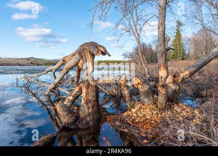 Bäume in natürlicher Umgebung im borealen Wald Kanadas, die von einem Biber auf beiden Seiten der Flora gekaut wurden. Man sieht sie an einem ruhigen See. Stockfoto