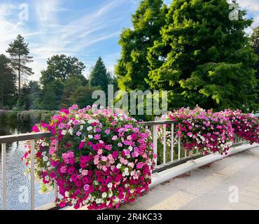 Blick auf wunderschöne Blumen auf der Brücke über dem Wasser Stockfoto