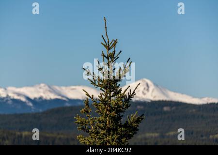 Atemberaubender Frühlingstag mit grüner Fichte im Vordergrund und schneebedeckten Bergen im Hintergrund am Tag des blauen Himmels. Stockfoto