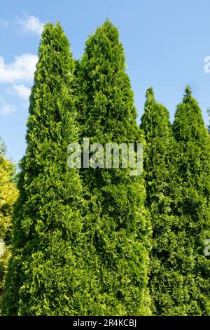 American Arborvitae, Thuja „Smaragd“, Upright, Columnar, Thuja Tree Stockfoto