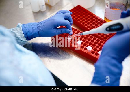 Der Techniker arbeitet an der Untersuchung der Analysenprobe in Reagenzgläsern Stockfoto