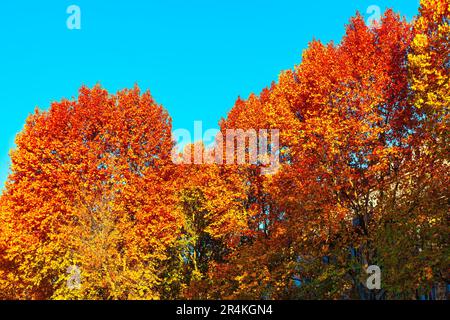 Der rote Herbst hinterlässt Bäume gegen den blauen Himmel Stockfoto