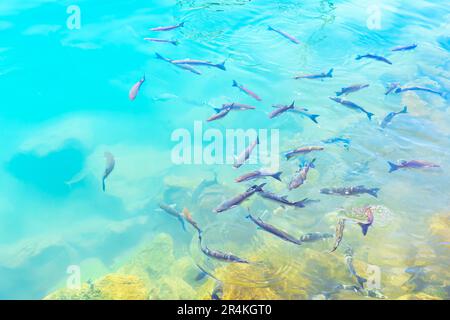 Fischbestände im klaren Wasser. Fische im trensparenden Meer an der Wasseroberfläche Stockfoto