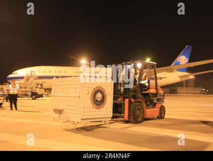 Peking, China. 28. Mai 2023. Der Riesenpanda Ya Ya landet am 28. Mai 2023 in Peking, der Hauptstadt Chinas, mit einem gecharterten Flugzeug. Der weibliche Riesenpanda Ya Ya kehrte am frühen Montag nach der Quarantäne in Shanghai, Ostchina, nach Angaben der National Forestry and Grassland Administration in den Pekinger Zoo zurück. Ya Yas Gesundheit ist jetzt in stabilem Zustand, sagte die Regierung. Ya Ya kam am 27. April aus den USA nach Shanghai. Kredit: Wang Hanqi/Xinhua/Alamy Live News Stockfoto