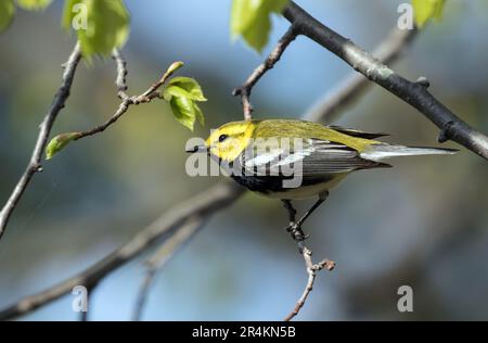 Nahaufnahme des Black-throated Green Warbler, der während der Frühjahrswanderung in Ontario, Kanada, auf einem grünen Ast sitzt. Wissenschaftlicher Name ist Dendroica virens Stockfoto