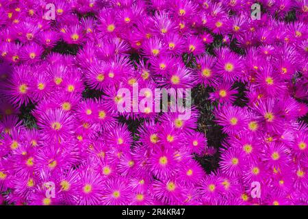 Die harte Eispflanze (Delosperma cooperi), saftig und blühend mit leuchtend lila bis rosa Blumen, wird an einem sonnigen Tag in Kalifornien aus nächster Nähe zu sehen sein Stockfoto